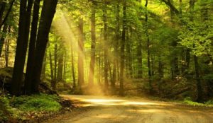 Good counseling is revitalizing, like a walk along a sun-dappled forest path.